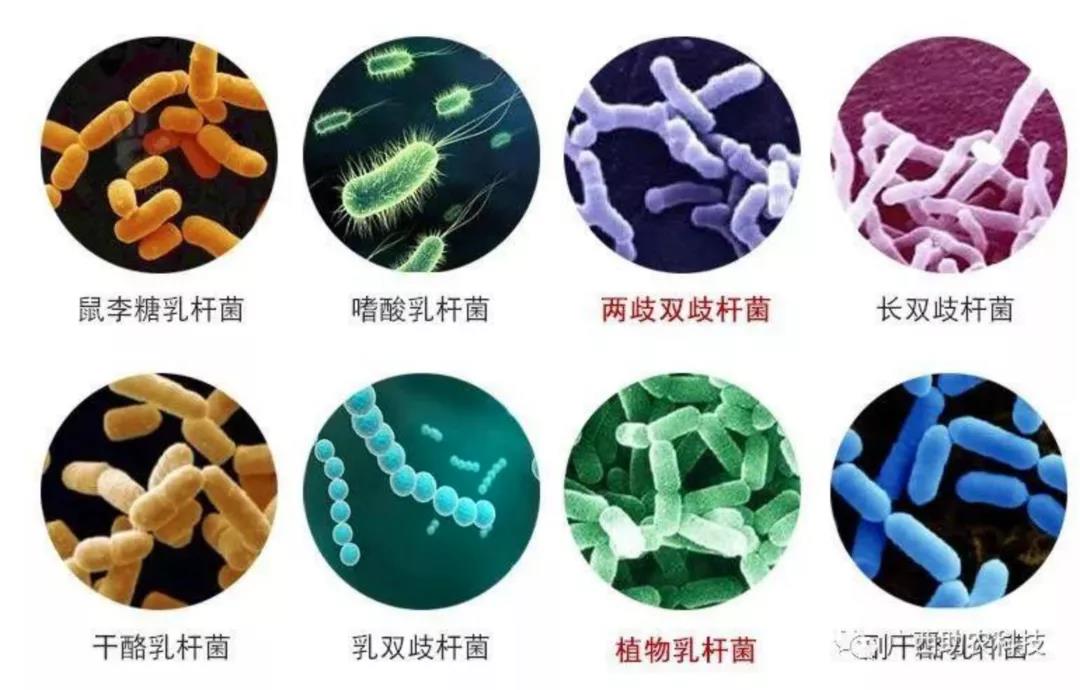 益生菌 人体的“灵丹妙药”