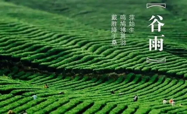 “谷雨”养生，安然入夏