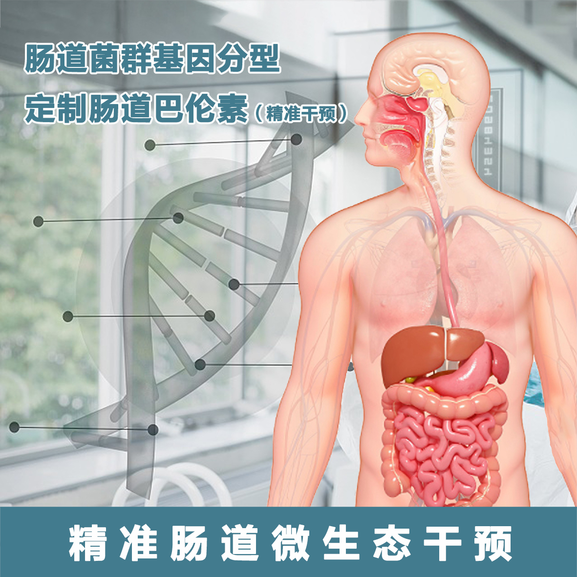 精准干预肠道微生态